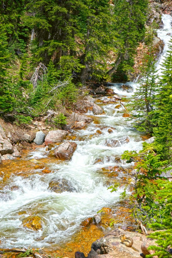 Spring Runoff Chipmunk - Colorado  by 360 Studios